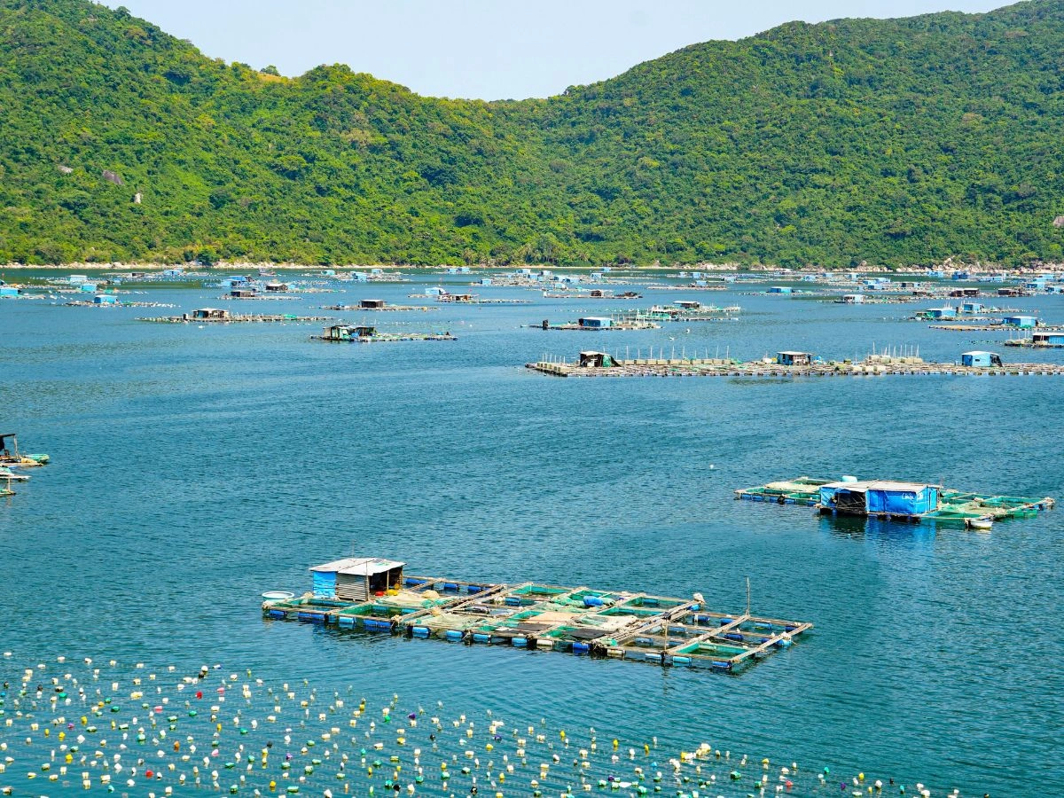Vietnam Aquaculture Feed Market to Reach USD 5.56 Billion by 2034, Driven by RAS Expansion, Antibiotic-Free Compliance & Alternative Protein Investment